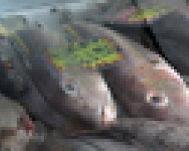 Páscoa deve aumentar procura por pescado