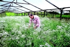Nova Friburgo volta a florescer com apoio do Rio Rural