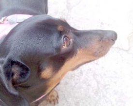 Filó