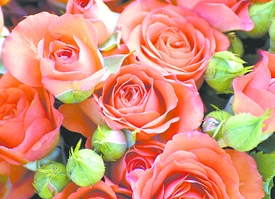 O significado das flores