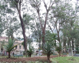 Árvores: há risco de quedas em vários pontos da cidade 