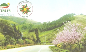 Projeto de embelezamento com flores marca nova etapa do circuito turístico Tere-Fri
