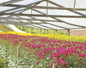 Cores e aromas de Vargem Alta