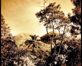 Notícias da Floresta - As Catarinas do quintal de casa