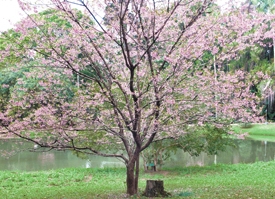 Cerejeiras são espetáculo nas ruas e parques de Nova Friburgo