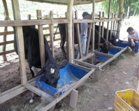 Sumidouro ganha projeto de melhoria da qualidade do leite