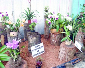Palácio de Cristal exibe exposição  de orquídeas e bromélias 
