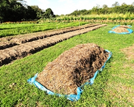 Curso da Embrapa ensinará agricultores  a produzir adubo orgânico 100% vegetal