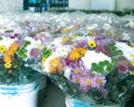 Estudantes da Uenf visitam produção de flores em Vargem Alta