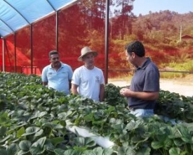 Nova Friburgo aposta no cultivo suspenso do morango