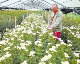 Flores de Nova Friburgo ganham embalagens padronizadas