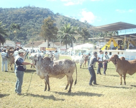 Bovinos da raça Gir mostraram qualidade e muita produção na Expo Cordeiro 2012 