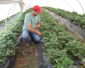 Produção de morangos fortalecida em Nova Friburgo