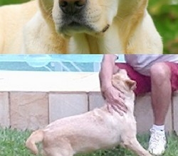 Cão perdido .