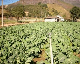Agricultura é exemplo de superação em Nova Friburgo