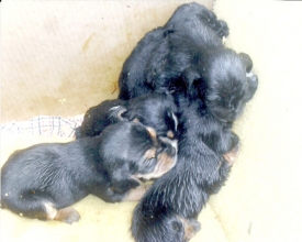 Casos de crueldade e abandono de animais continuam ocorrendo na cidade