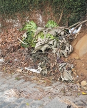 Empecilhos que dificultam a manutenção de jardins em Nova Friburgo
