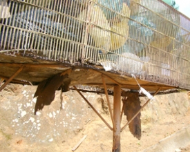 Lixeiras enferrujadas na Ponte da Saudade  expõem crianças e adultos a diversos riscos