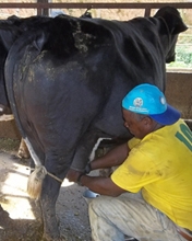 Produtores de leite comemoram bons resultados em Santa Maria Madalena
