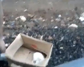 Acusados de crime, jovens podem ser autuados por maus-tratos a animal