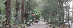 Centenários eucaliptos oferecem riscos  a frequentadores da Praça Getúlio Vargas