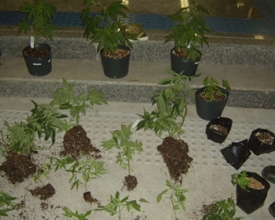 PM acaba com cultivo de maconha em sítio de Galdinópolis