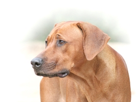 Cuidando dos bichinhos - Rhodesian Ridgeback
