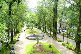 Dia da Árvore vai levar muito verde, arte e informação à Praça Dermeval