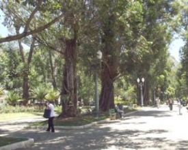 Praça Getúlio Vargas: eucaliptos preocupam população