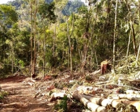 Ibama multa proprietário por desmatamento em Mury