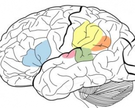 Das capacidades cerebrais: qual a idade ideal para absorver uma nova língua?