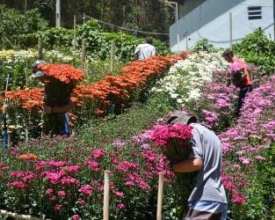Floricultura no estado do Rio movimenta R$ 634 milhões