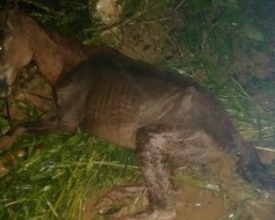 Cavalo abandonado agoniza durante 13 horas e morre no Catarcione