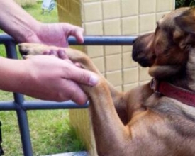 Mascote da 11º BPM ajuda no combate ao crime em Friburgo