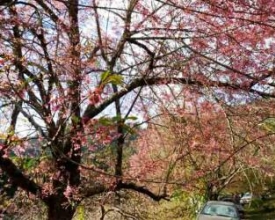 Crise hídrica ameaça realização do Hanami