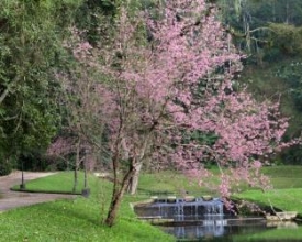 Floração das cerejeiras enche de colorido o inverno friburguense
