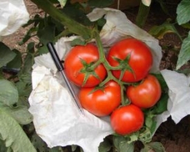 São Sebastião do Alto sedia evento sobre tomate ecológico