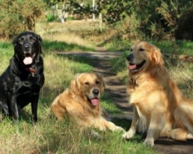 Como separar uma briga entre cachorros
