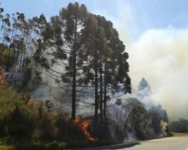 Bombeiros combatem vários focos de incêndio em Friburgo