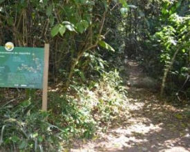 Aproveite a primavera para conhecer uma árvore com mais de mil anos
