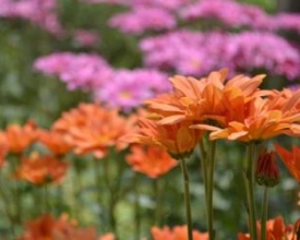 Nova Friburgo, Cidade das Flores?