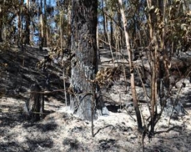 Quatro grandes focos de incêndio em vegetação voltam a assustar