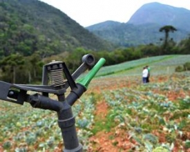 Longa estiagem arrasa lavouras em Nova Friburgo