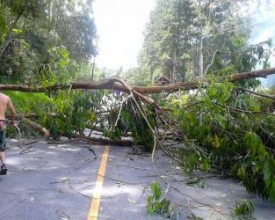 Queda de árvore causa congestionamento na RJ-142