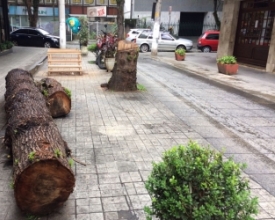 Partes do tronco de árvore que tombou permanecem na Rua Portugal