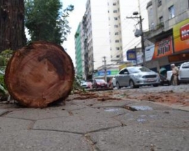 Prefeitura já podou‭ ‬dez eucaliptos na Praça Getúlio Vargas