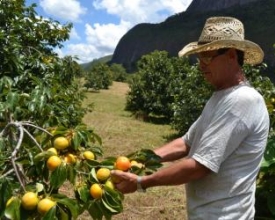 É tempo de caqui na Janela das Andorinhas