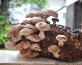 Shiitake: Nova Friburgo em busca de nova técnica de produção