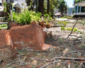 Eucaliptos da praça sofrem mais uma operação de corte 