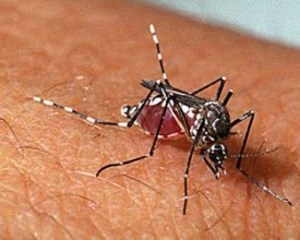 Casos de dengue continuam a subir e chegam a 3.088 em Nova Friburgo